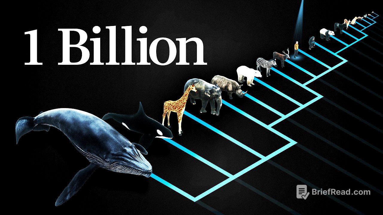 Why does every mammal get 1 billion heartbeats in their life?