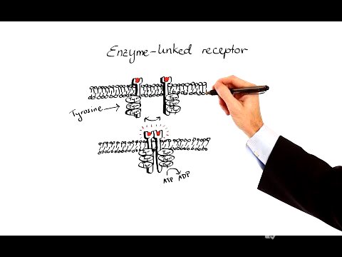 Pharmacology - PHARMACODYNAMICS (MADE EASY)