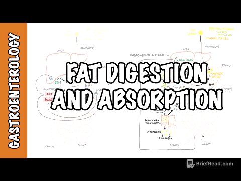 Fat (lipid) digestion and absorption physiology