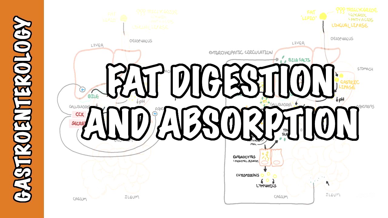 Fat (lipid) digestion and absorption physiology