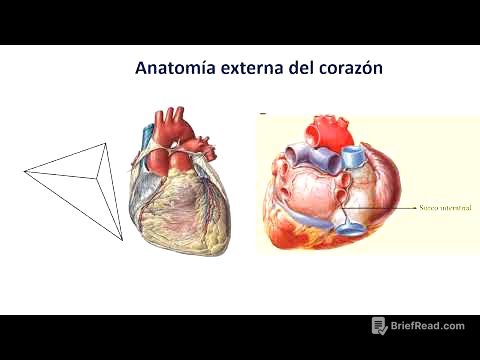 Anatomía del corazón