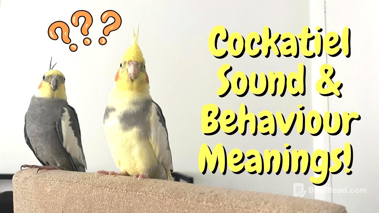 What Cockatiel Sounds & Behaviours Mean! | TheParrotTeacher