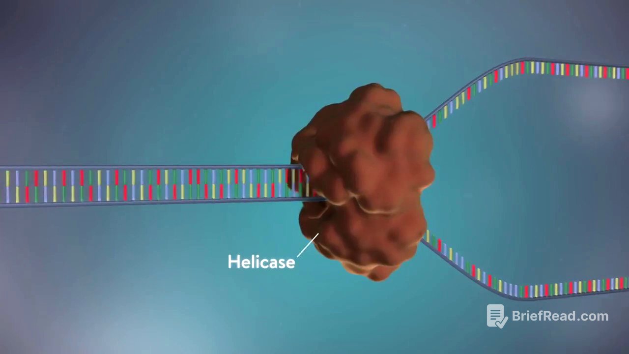 Replicación del ADN