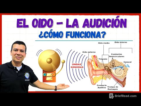 EL OIDO. Sentido del oído o la audición, todas sus partes y funcionamiento