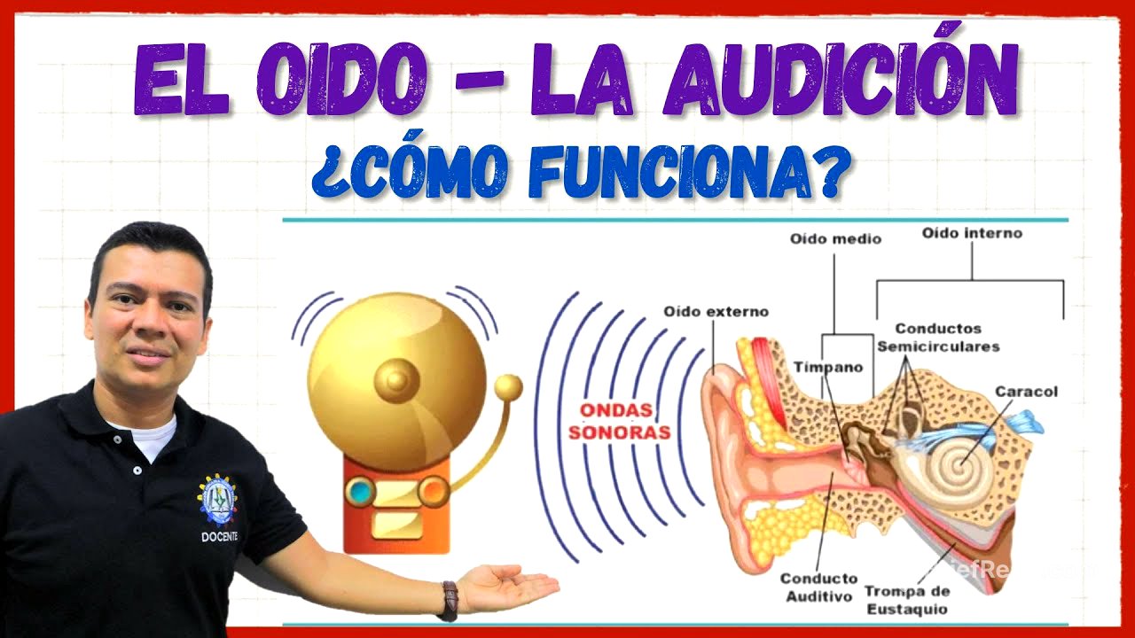 EL OIDO. Sentido del oído o la audición, todas sus partes y funcionamiento