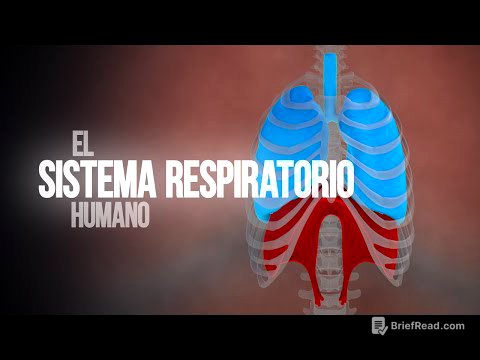 ¿Cómo funciona el sistema respiratorio? (Animación)