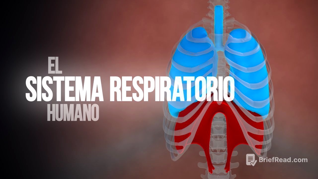 ¿Cómo funciona el sistema respiratorio? (Animación)