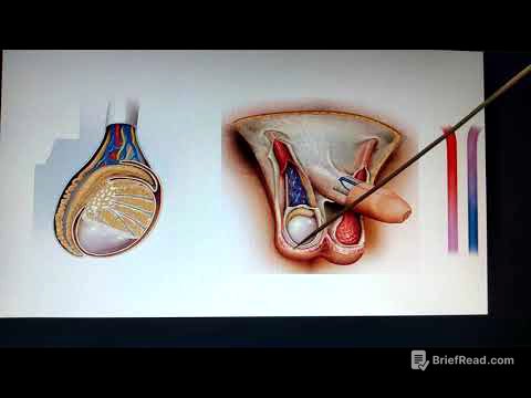 4  Bolsa escrotal y la regulación de la temperatura testicular