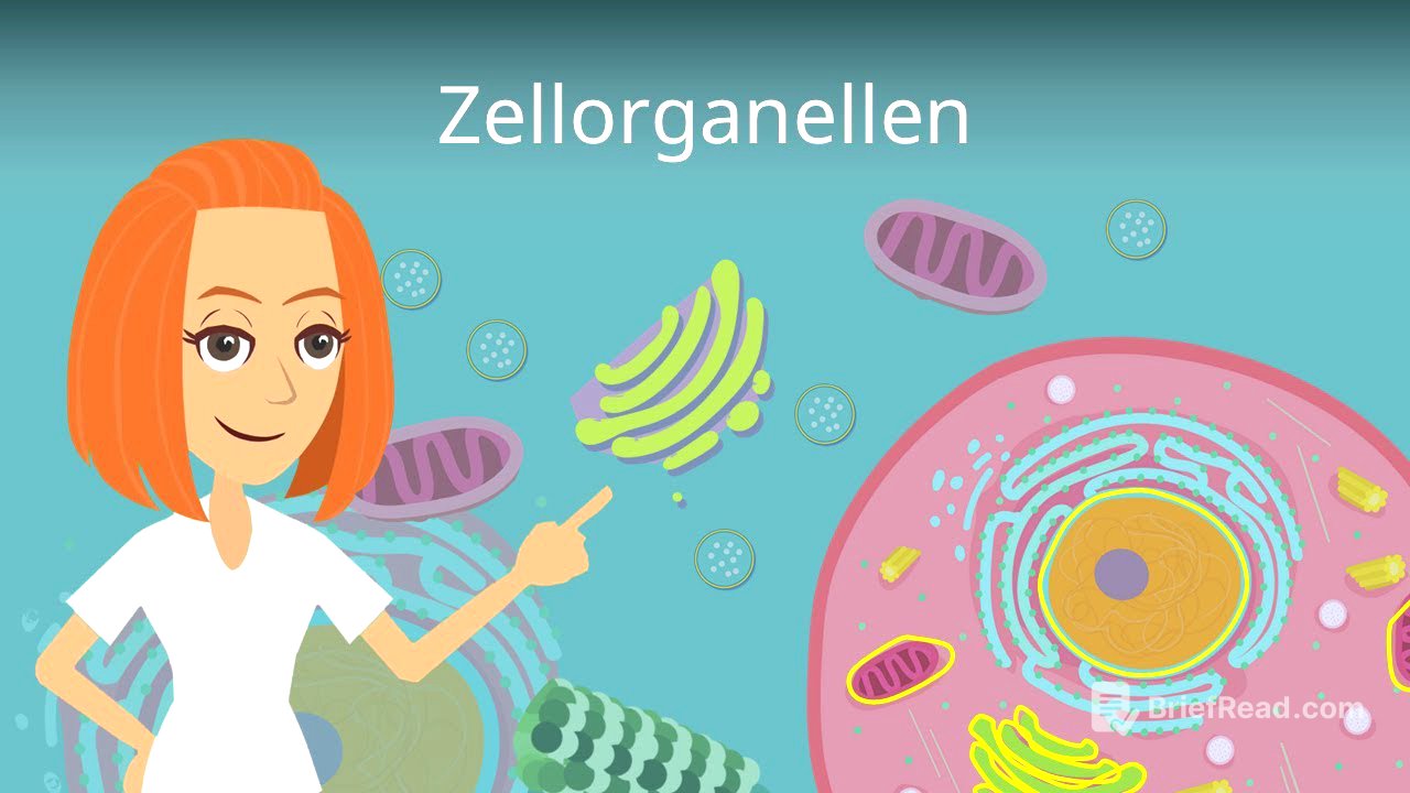 Zellorganellen und ihre Funktionen - einfach erklärt!