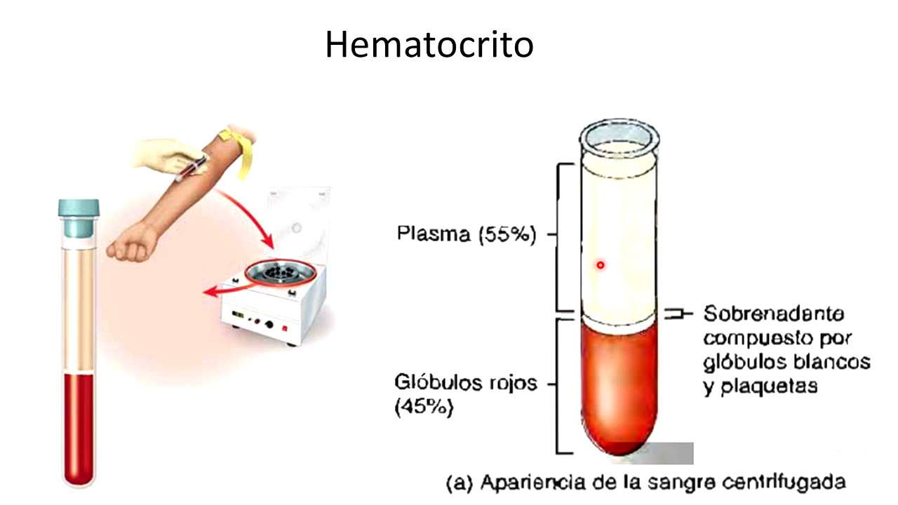 Tejido sanguíneo: Generlidades y  plasma