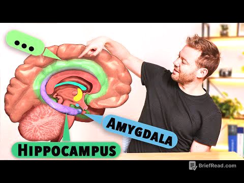 Das Limbische System: Aufbau und Funktion verstehen