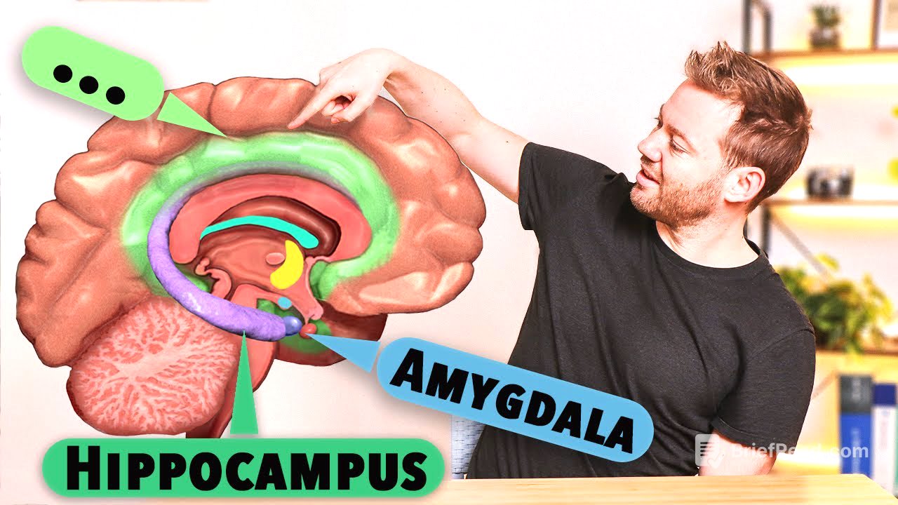 Das Limbische System: Aufbau und Funktion verstehen