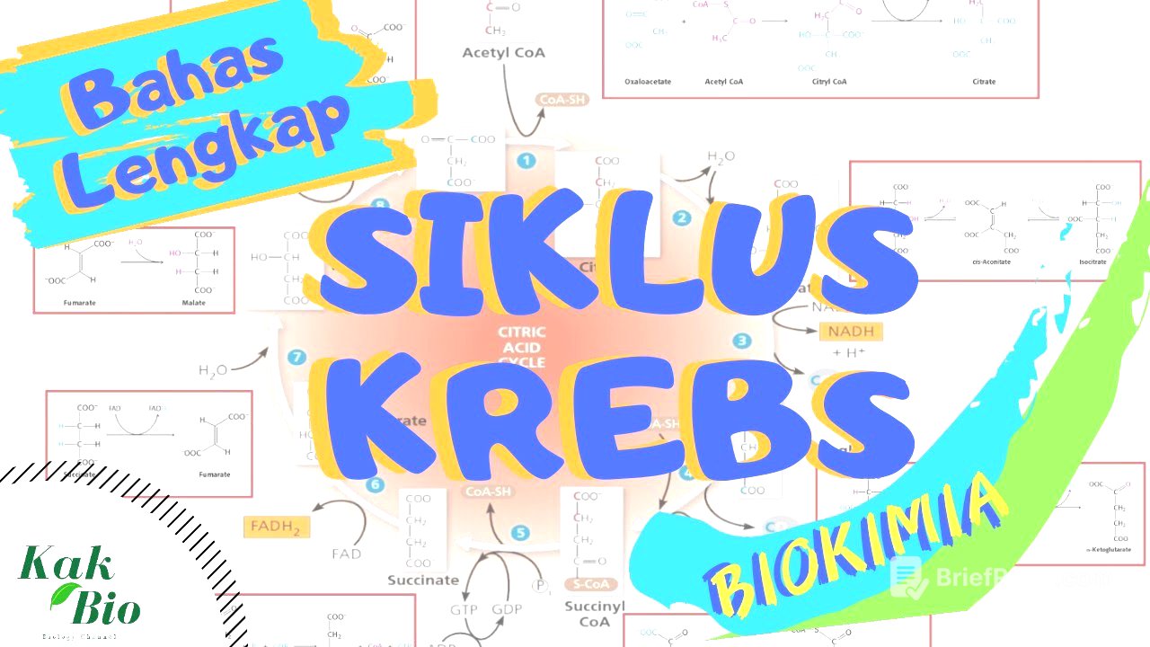 Bahas Lengkap SIKLUS KREBS | Respirasi Aerob