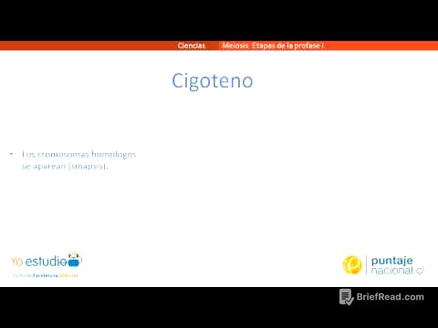 Etapas de la Profase I