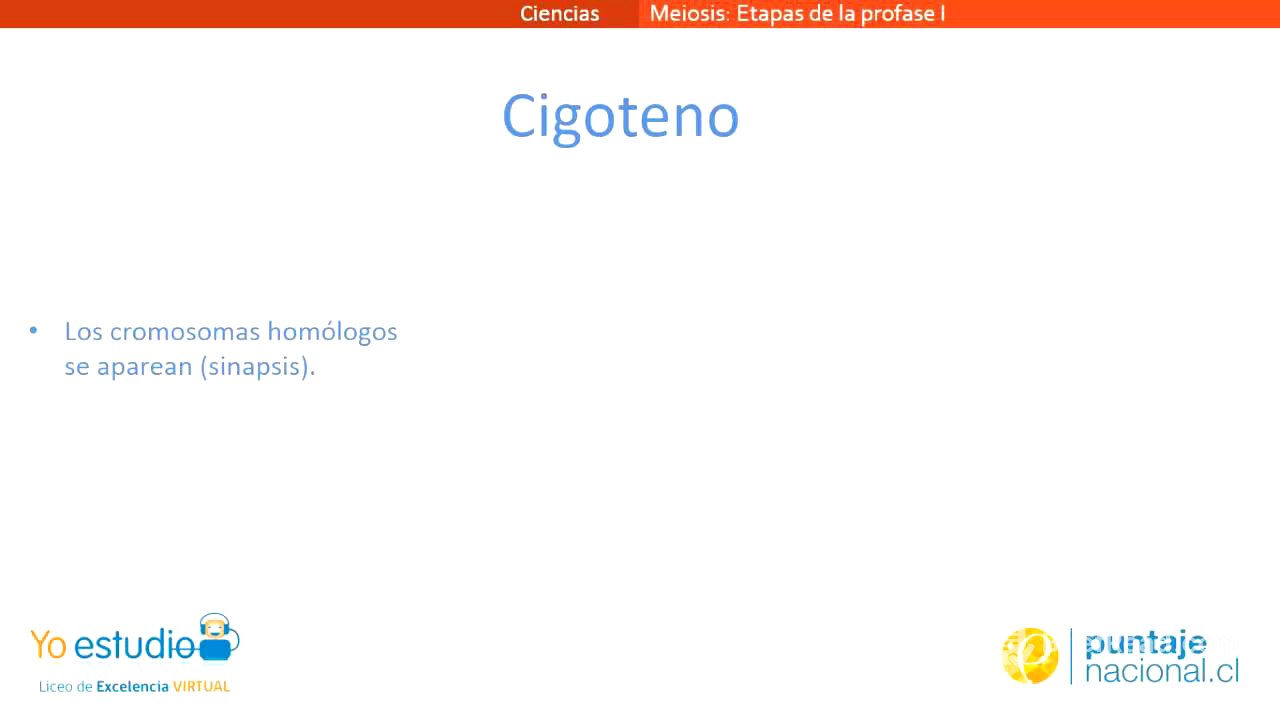 Etapas de la Profase I