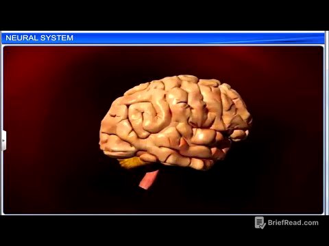 CBSE Class 11 Biology || Neural Control and Coordination || Full Chapter || By Shiksha House