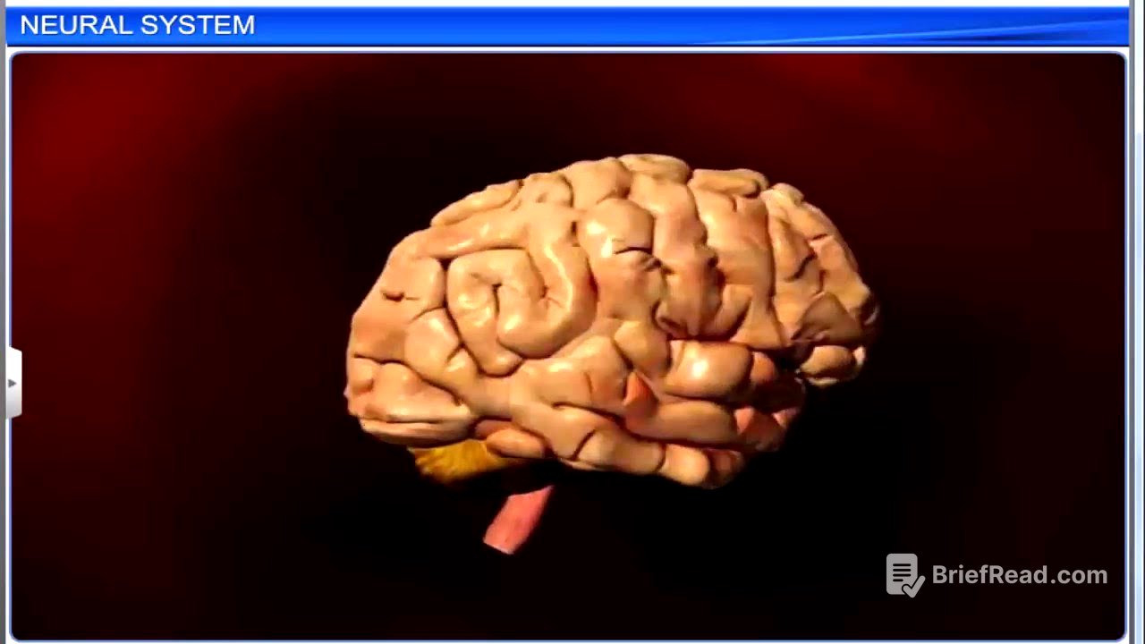 CBSE Class 11 Biology || Neural Control and Coordination || Full Chapter || By Shiksha House