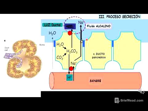 11 Enzimas pancreáticas