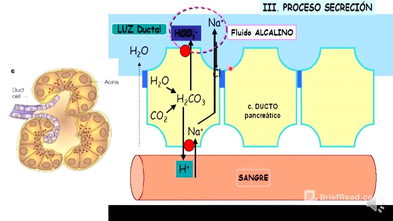 11 Enzimas pancreáticas