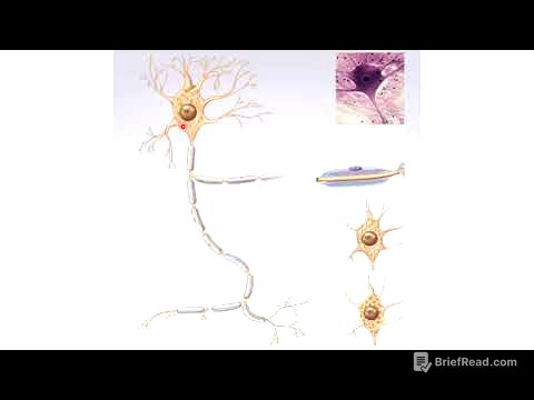 Tejido nervioso: generalidades