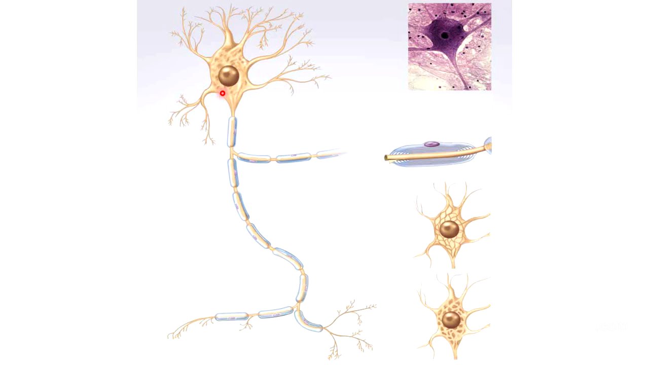 Tejido nervioso: generalidades