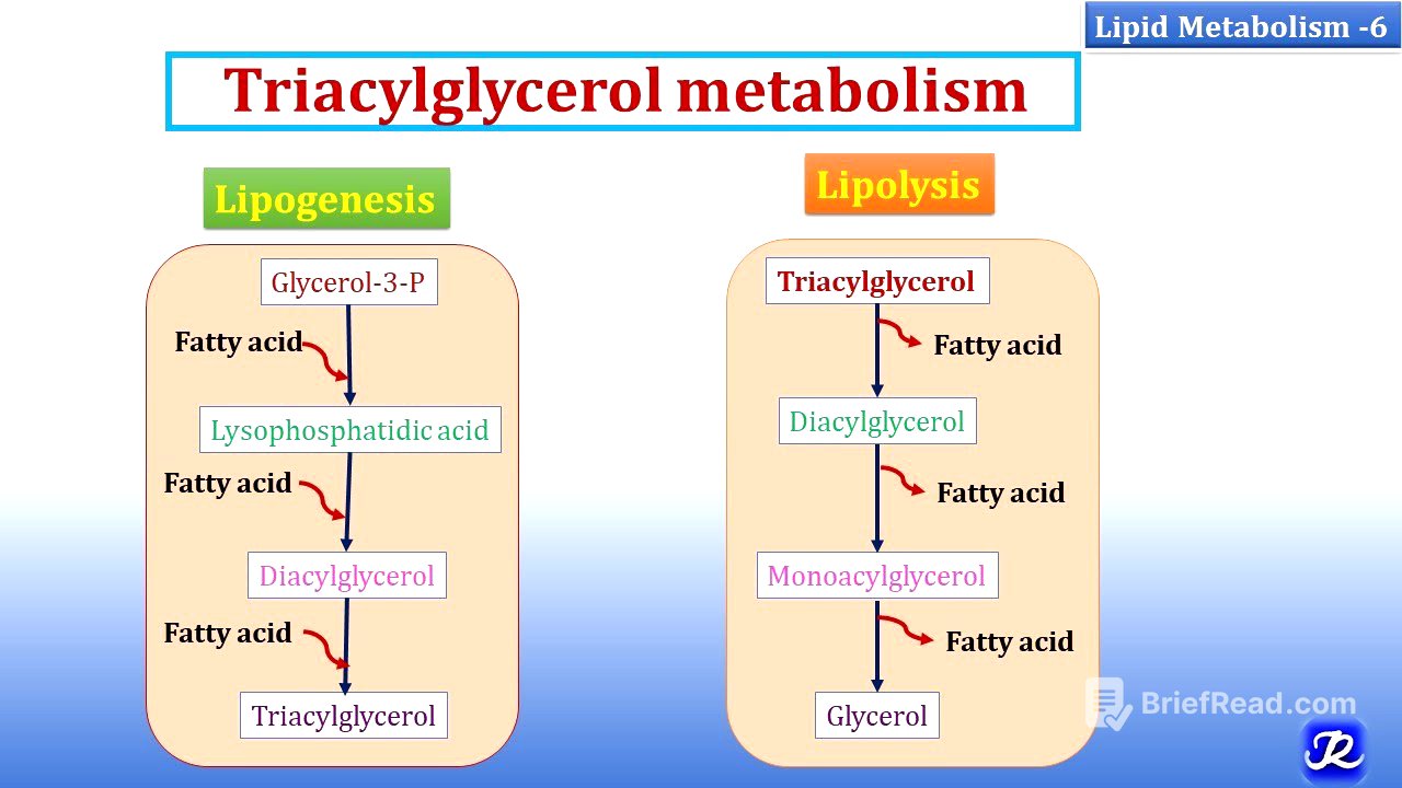 6: Triacylglycerol Metabolism | Lipid Metabolism-6 | Biochemistry | N'JOY Biochemistry