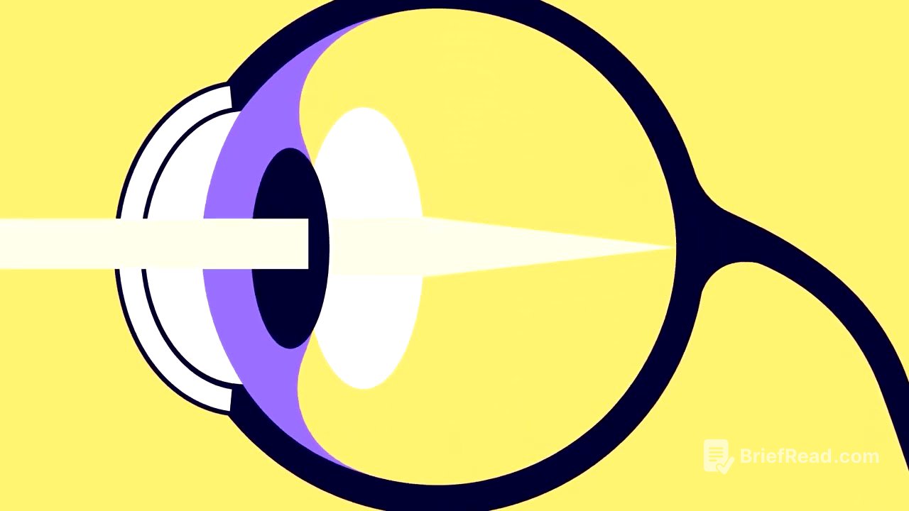 El Sistema Visual