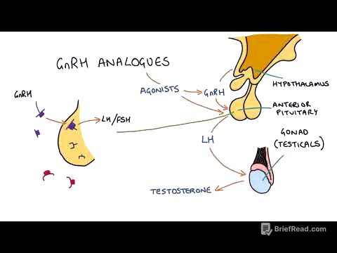 How do GnRH analogues work? Zoladex, Prostap and other GnRH analogues