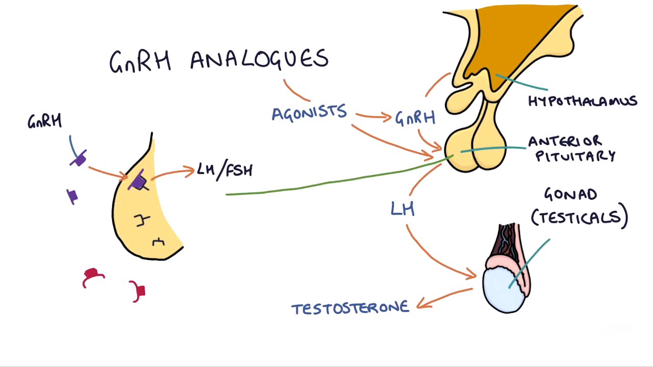 How do GnRH analogues work? Zoladex, Prostap and other GnRH analogues