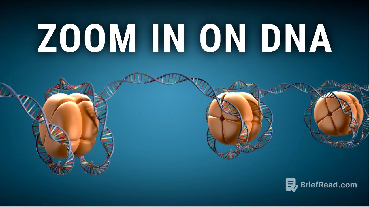 Zoom in on DNA | biology animations