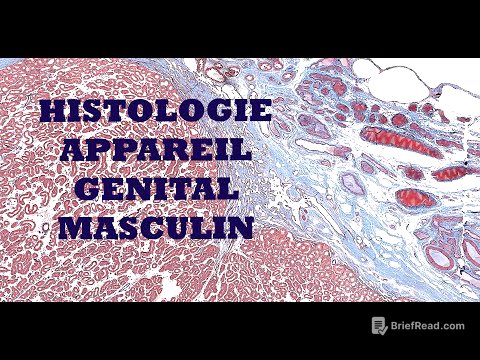 Histologie de l'appareil génital masculin (testicule et voies spermatiques)