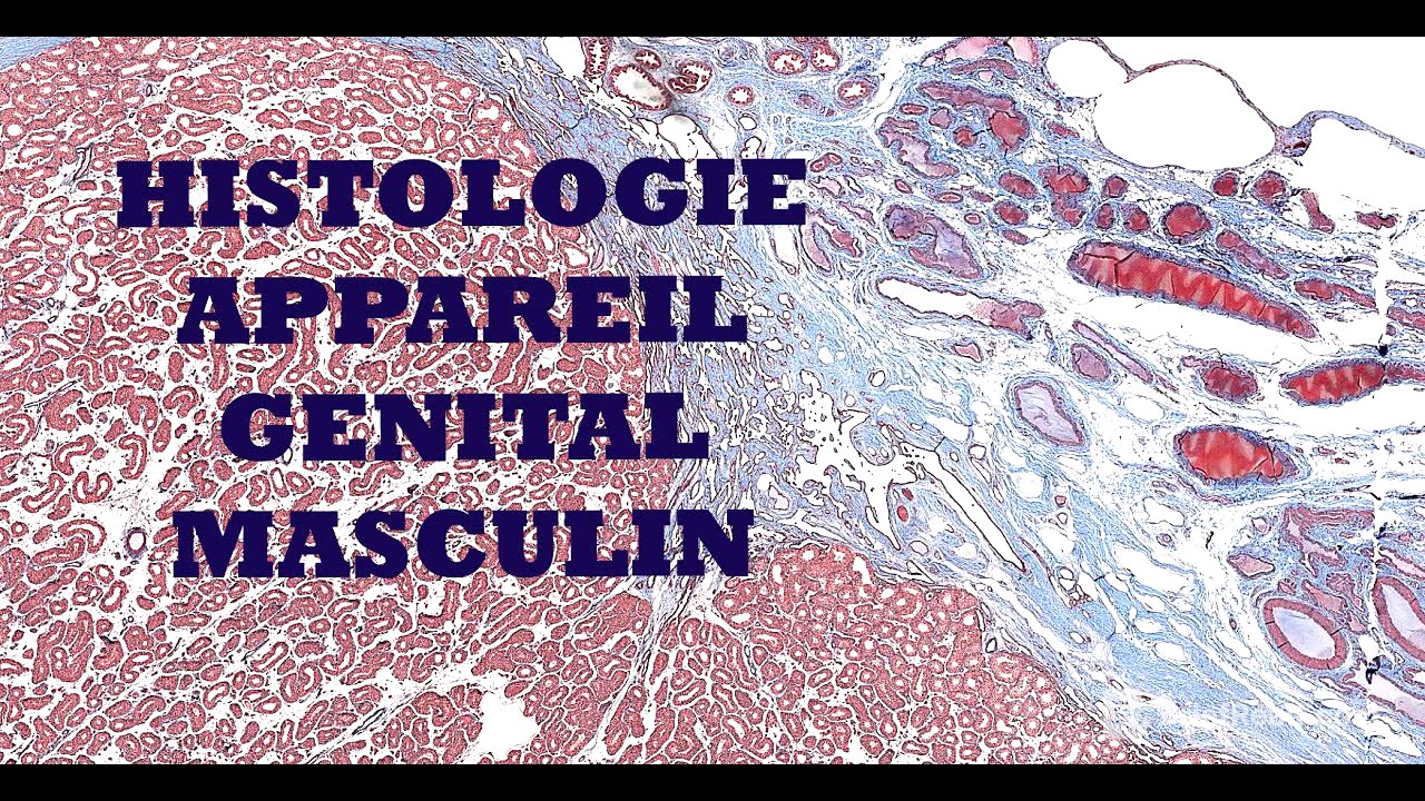 Histologie de l'appareil génital masculin (testicule et voies spermatiques)