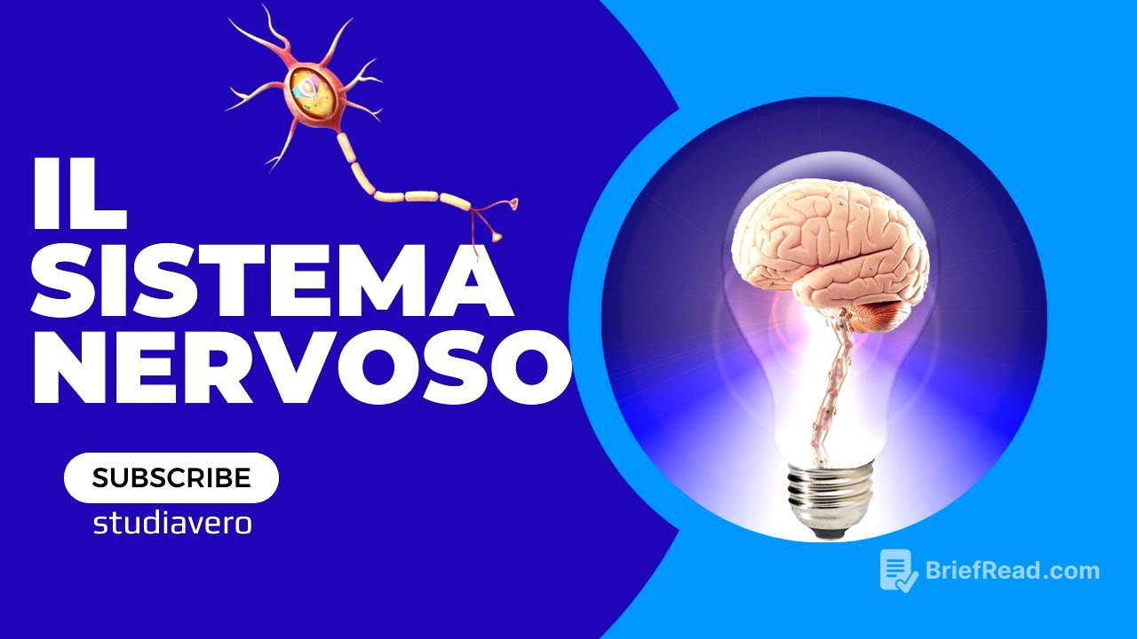 Sistema nervoso fisiologia humana per la terza media.riassunto