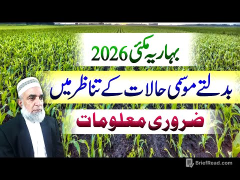 Important information about cultivation of Spring Maize 2025-26 || Crop Reformer