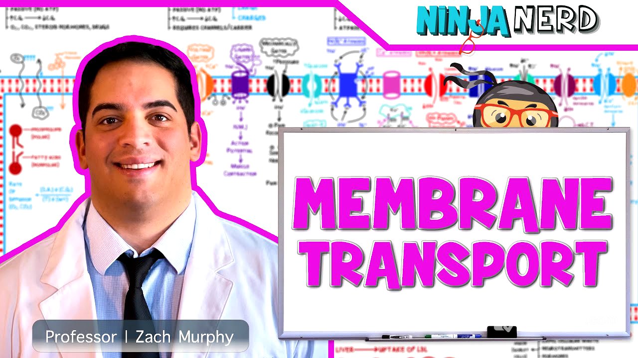 Cell Biology | Passive & Active Transport | Endocytosis & Exocytosis