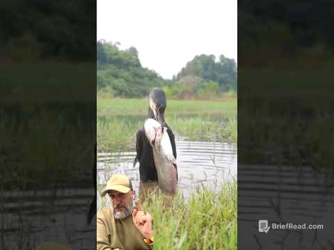 طائر الغاق الاسود