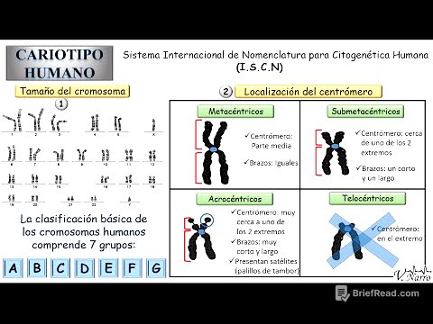 Cariotipo Humano (3): Clasificación de los cromosomas