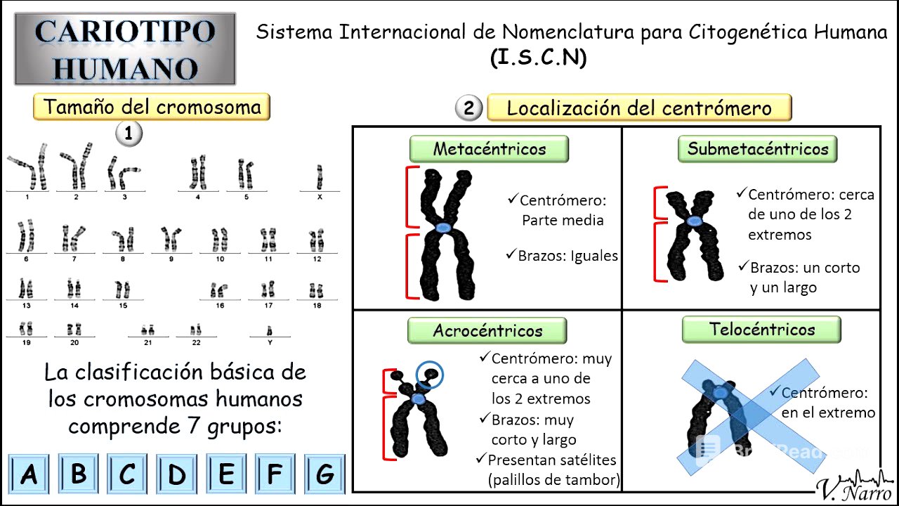 Cariotipo Humano (3): Clasificación de los cromosomas