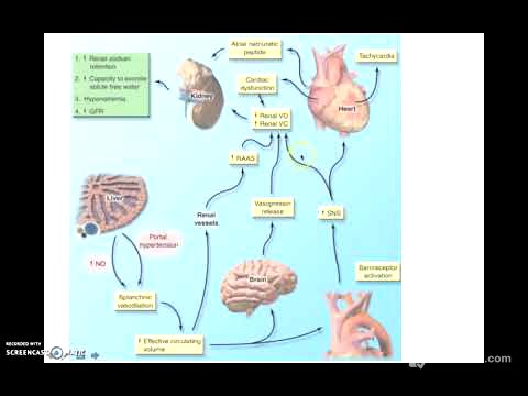 síndrome hepatorrenal