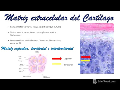Histología: Tejido cartilaginoso