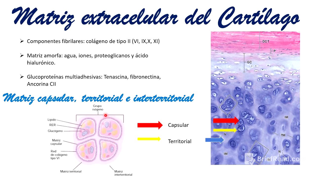 Histología: Tejido cartilaginoso