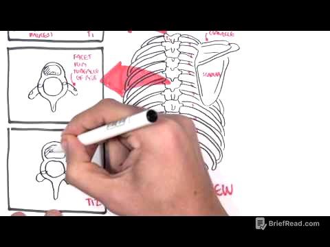 Anatomy Thorax Overview - Ribs, Sternal angle, Pleura and Pneumothorax