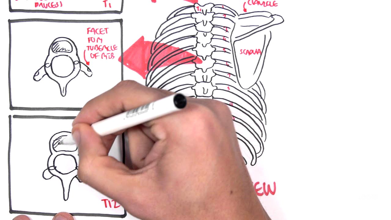 Anatomy Thorax Overview - Ribs, Sternal angle, Pleura and Pneumothorax