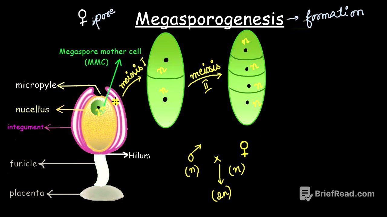 Megasporogenesis | Sexual reproduction in flowering plants | Biology | Khan Academy