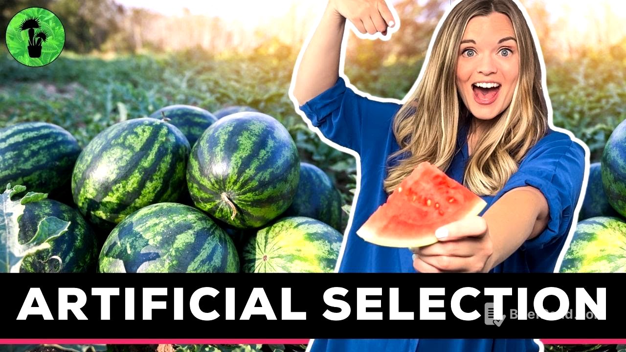 Artificial Selection & Selective Breeding