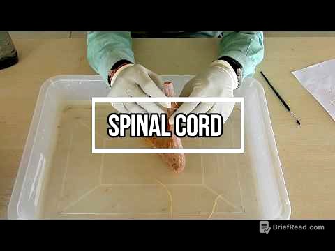 Spinal Cord - External Features