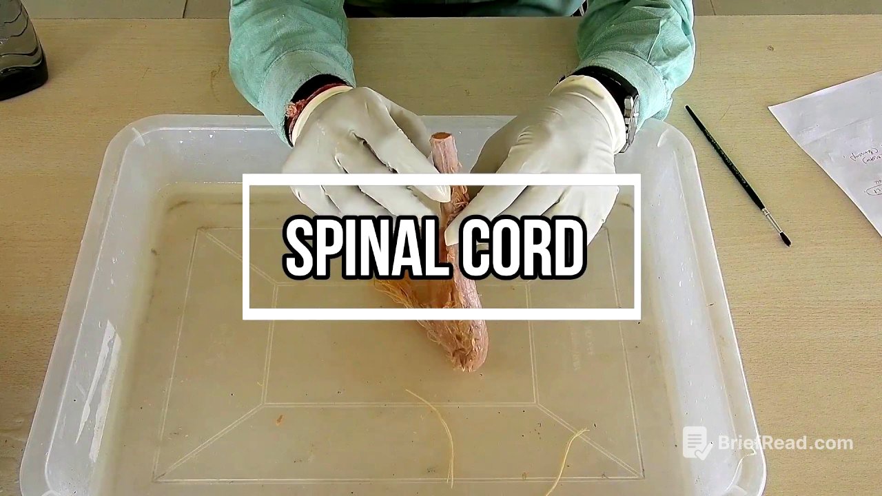 Spinal Cord - External Features