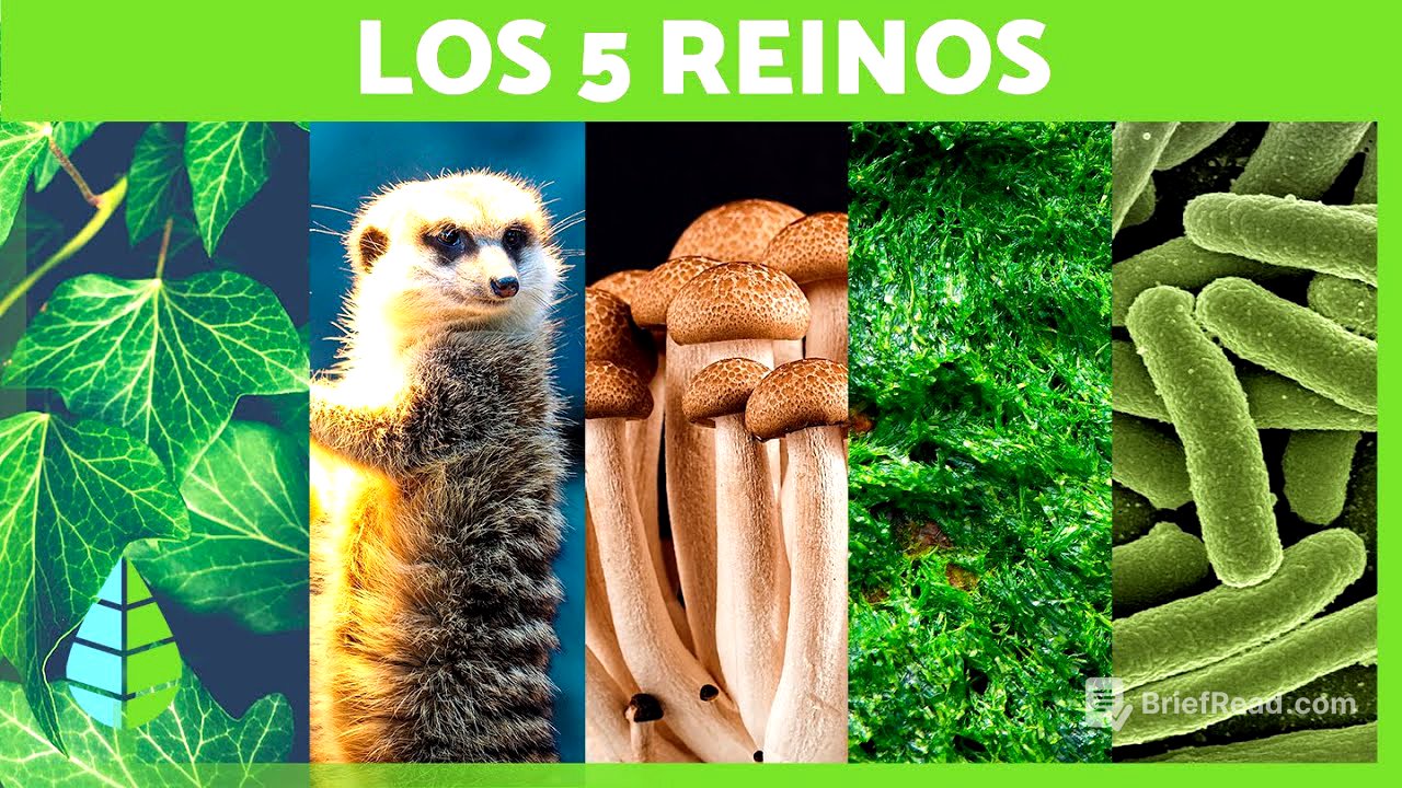 Los 5 REINOS de la NATURALEZA 🌍 (Animalia, Plantae, Fungi, Monera y Protista)