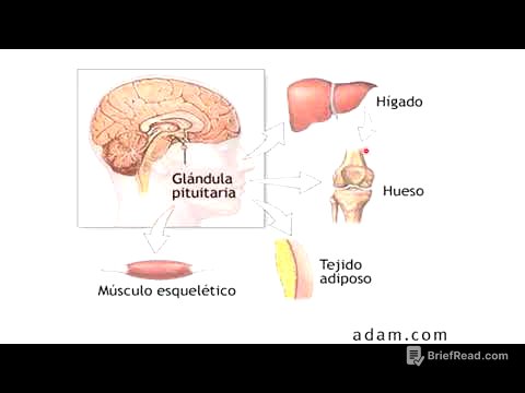 Hipófisis o pituitaria
