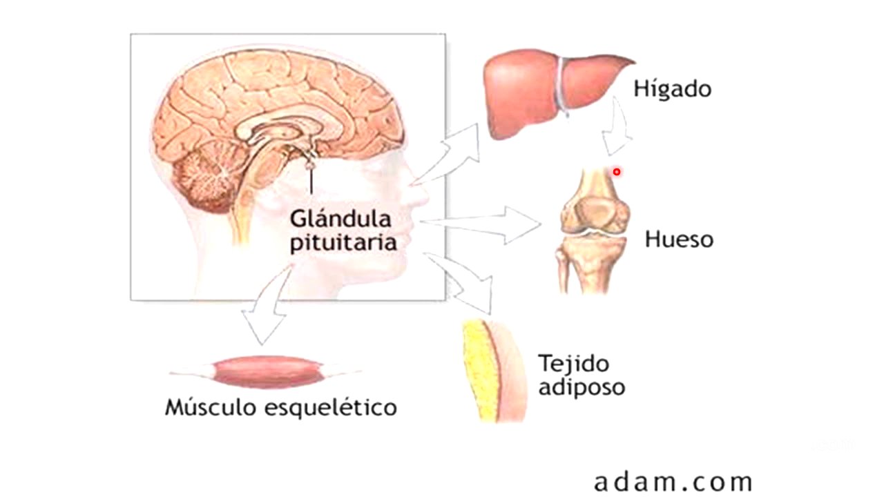 Hipófisis o pituitaria